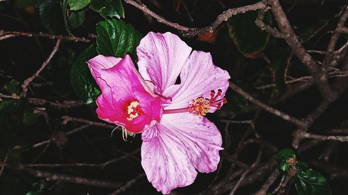 Close-up of pink flower