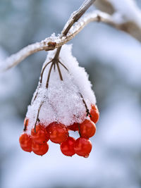 Close-up of frozen berries on plant during winter