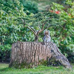 Close-up of lizard on tree stump in forest