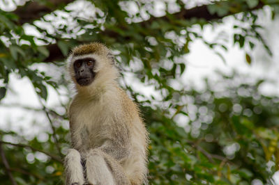 Low angle view of monkey on tree