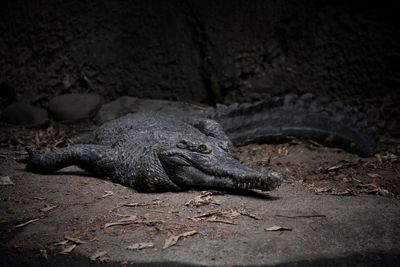 Close-up of crocodile