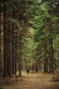 Rear view of man walking in forest