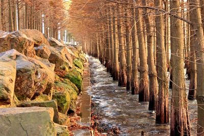 Walkway amidst trees in forest