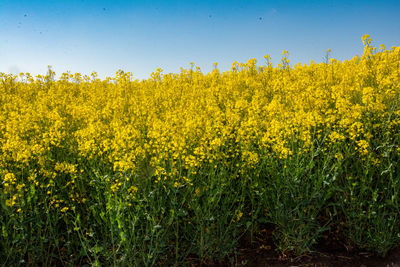 Yellow flowering plants on field against sky