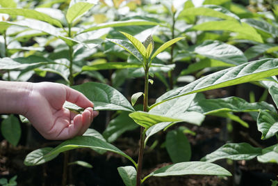 Cropped hand of woman holding plant