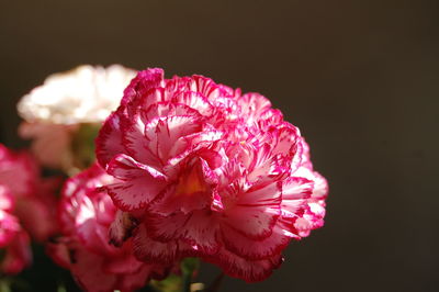 Close-up of pink rose