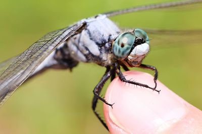 Close-up of insect