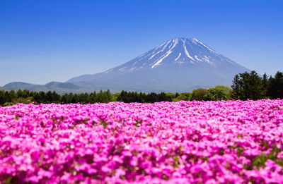 Scenic view of pink flowers on field against sky