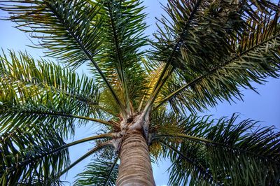 Low angle view of palm tree against sky