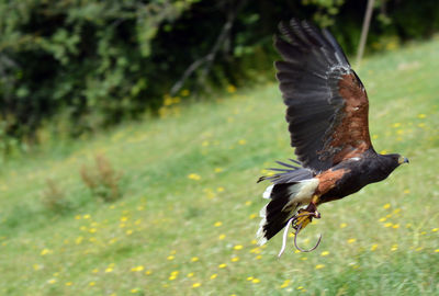 Bird flying over a blurred background