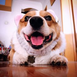 Close-up portrait of a dog