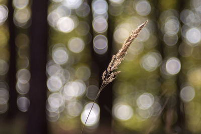 Close-up of illuminated plant