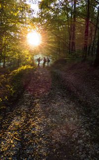 People walking in forest during sunset
