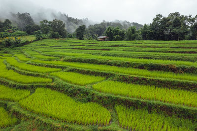 Scenic view of agricultural field