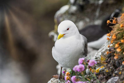 Close-up of seagull perching on rock