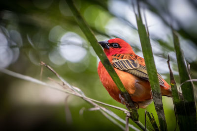 Close-up of bird perching on branch