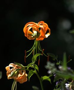 Close-up of orange rose flower against black background