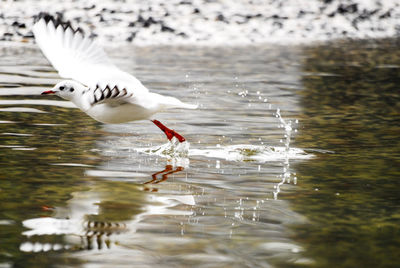 Close-up of bird flying over lake