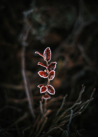 Close-up of plant