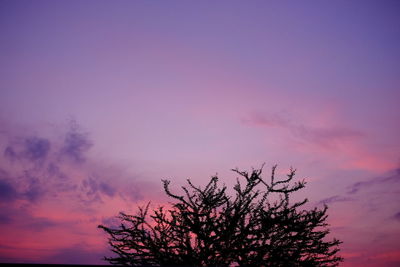 Low angle view of silhouette tree against sky during sunset