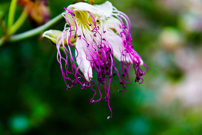 Close-up of flower blooming outdoors