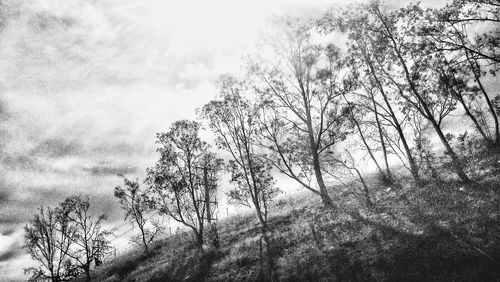 Low angle view of bare trees against sky