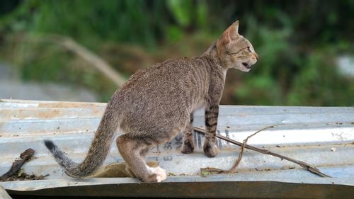 Side view of a cat looking away
