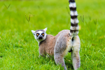 Portrait of lemur on grassy field