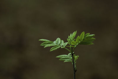 Close-up of plant