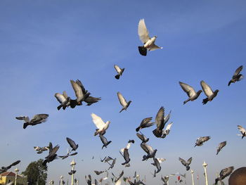 Low angle view of birds flying against clear sky