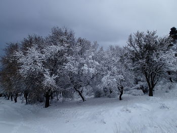 Trees on snow covered landscape