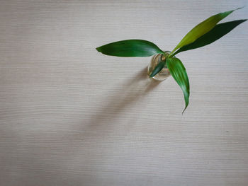 Ribbon dracaena on the wood table 