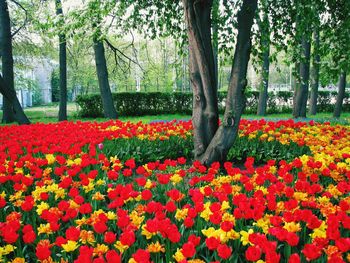 Close-up of red flowers