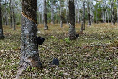 Trees on field in forest