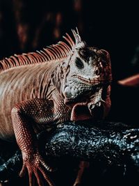 Close-up of iguana