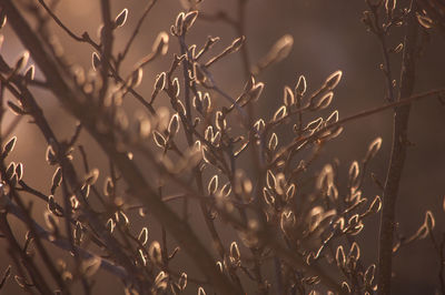 Close-up of pussy willow against sun