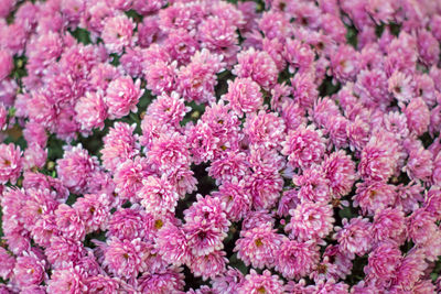 Close-up of pink flowering plants