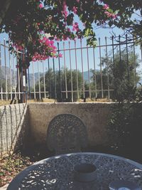 Plants growing on fence