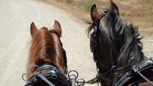 Horse riding horses