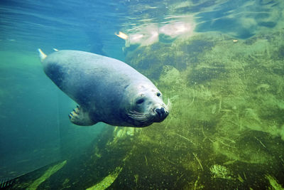 Fish swimming in sea