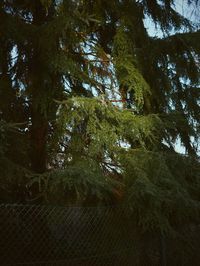 Low angle view of trees against sky