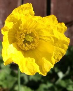 Close-up of yellow flower