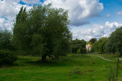 Trees on field against sky