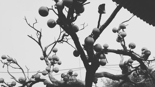 Low angle view of cherry tree against clear sky