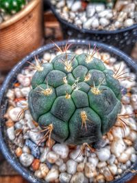 Close-up of potted plant