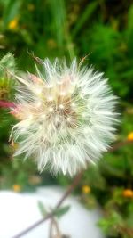 Close-up of dandelion