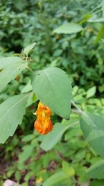 Close-up of butterfly on plant