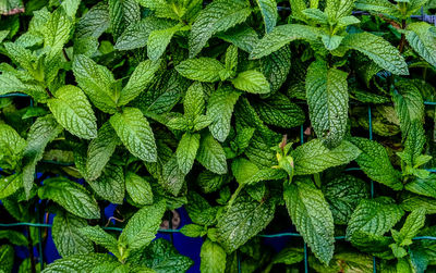 Full frame shot of fresh green leaves