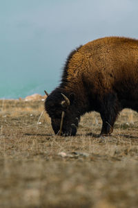 Close-up of an animal