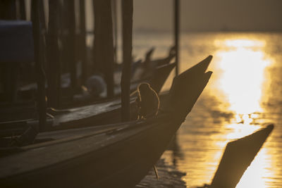 Monkey sitting on moored boat during sunset